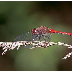 D71 0526 Gemeine Heidelibelle