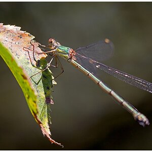 D71 0538 Binsenjungfer
