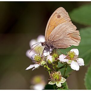 D71 0524 Kleiner Heufalter Wiesenvögelchen