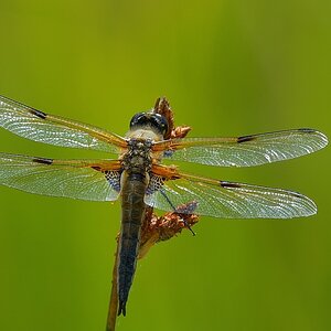 Libelle