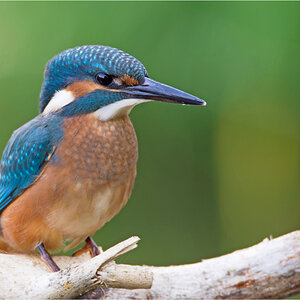 Eisvogelportrait