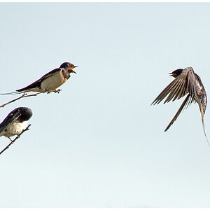 D71 8276 Schwalbentrio II