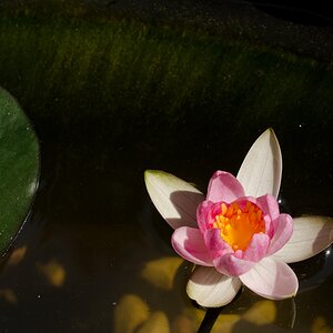 Seerose