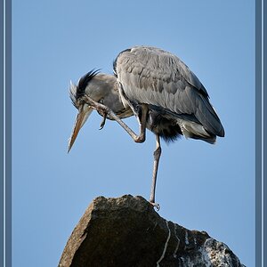 ISO 160, 1/1000 s, f/6.3, 600 mm.