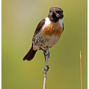 D71 8979 Schwarzkehlchen II S Albufera Mallorca