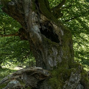 800 8718
Buche im Hudewald