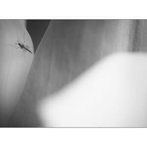 BeetPZ1 7076