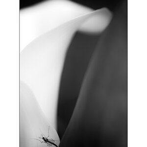 BeetPZ1 7073