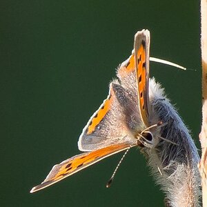 P7260107 2