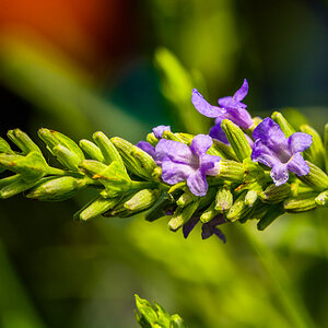 Lavendel 4