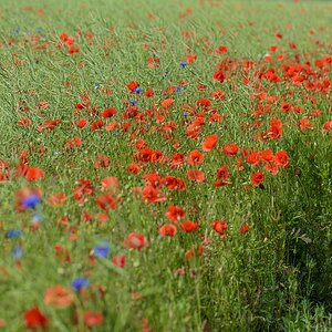 720 0612
Rapsfeld mit Blumen