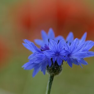 720 0617
Kornblume