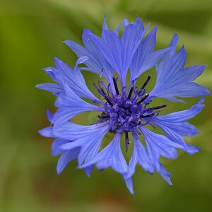 720 0618
Kornblume