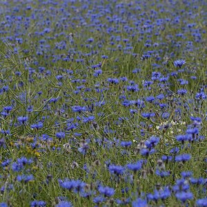 720 0633
Rapsfeld mit Kornblumen
