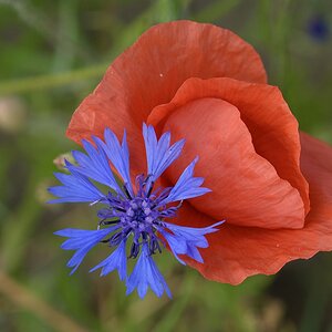 720 0636
Kornblume Mohn