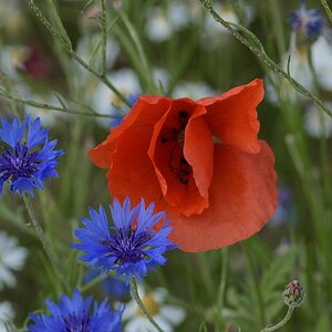 720 0638
Mohn