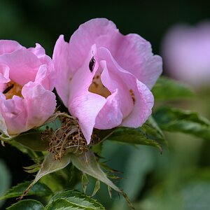 720 0650
Heckenrose