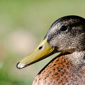 Portrait Stockente