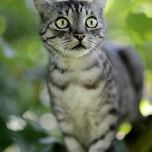 Schnuffi
