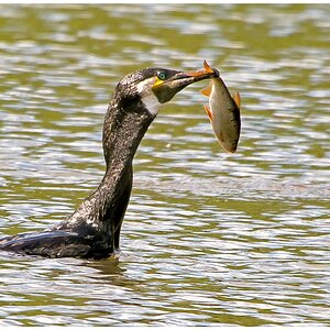 D71 6614 Kormoran mit Beute II