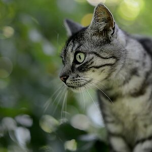 Schnuffi