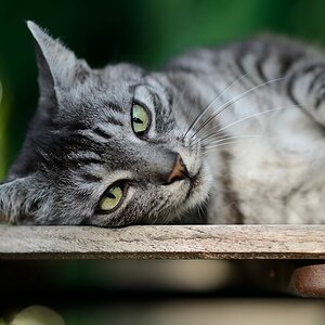 Schnuffi