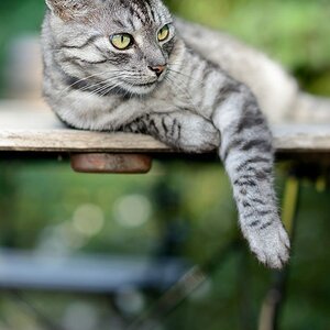 Schnuffi