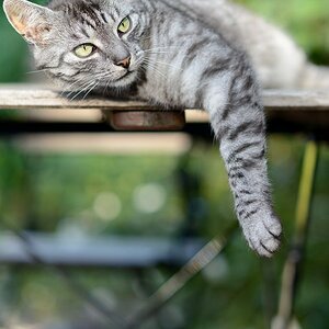 Schnuffi