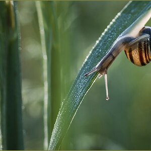 Schnecke
