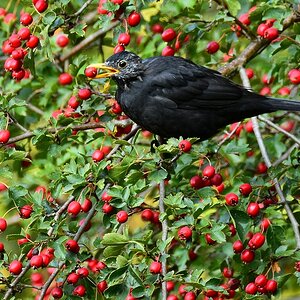 Amsel mit Hagebutte 2015 14398