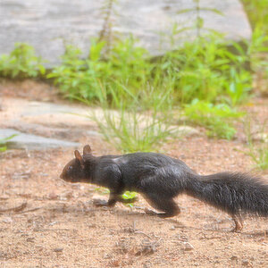 DSC 6913 Eichhörnchen