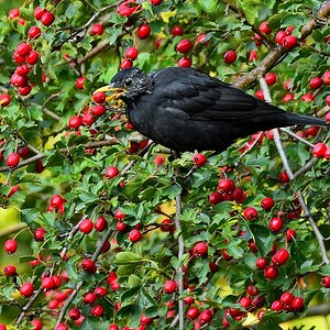 Amsel mit Hagebutte 2015 14400
