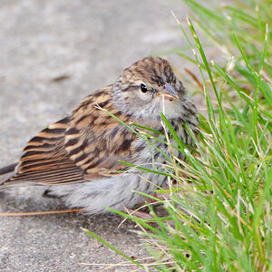DSC 6963 Spatz