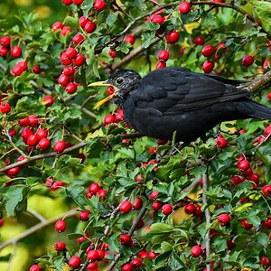 Amsel mit Hagebutte 2015 14404