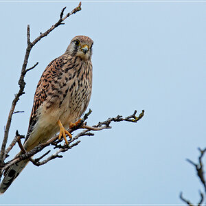 DSC 7564 Turmfalke 1000 R