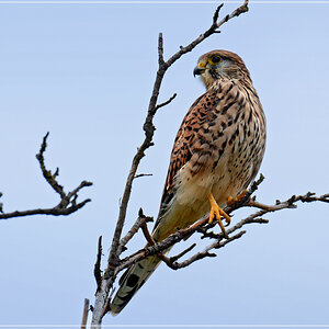 DSC 7575 Falke 1000 R