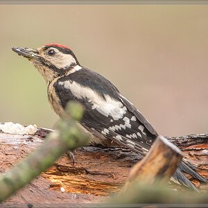 20150816 5125 [NIKON D4] 600 mm,1 200 Sek. bei ƒ   4,0