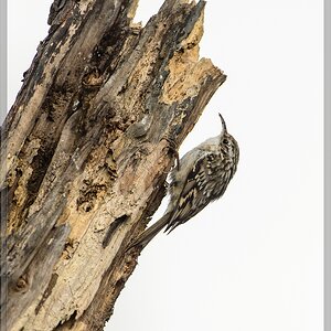 20150816 5378 [NIKON D4] 600 mm,1 1250 Sek. bei ƒ   5,6