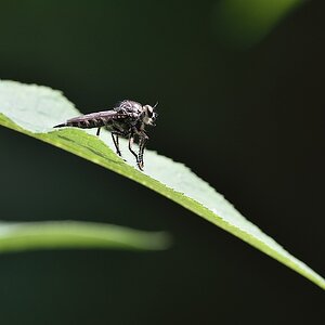 Raubfliege 072015
