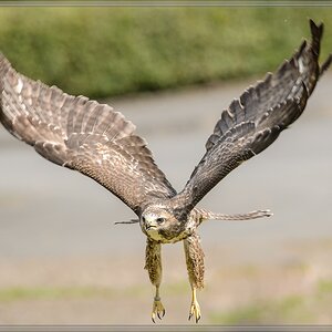 20150822 8473 [NIKON D4] 300 mm,1 1250 Sek. bei ƒ   5,6