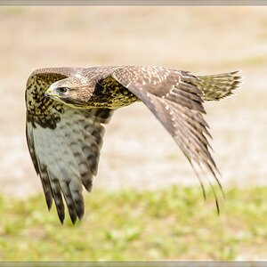 20150822 8542 [NIKON D4] 300 mm,1 1250 Sek. bei ƒ   5,6