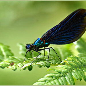 DSC 5638 Blauflügel 1000 R 2