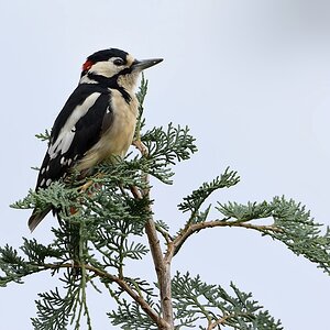D71 3387 01