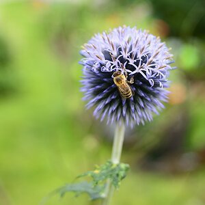 Blaue Blume mit Biene