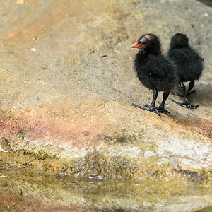 720 0825
Teichhuhn