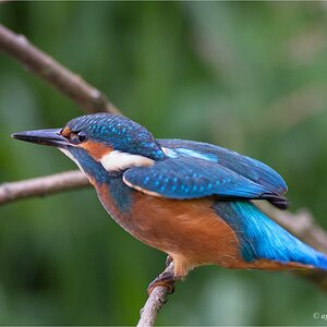 comp Eisvogel DSC 1164