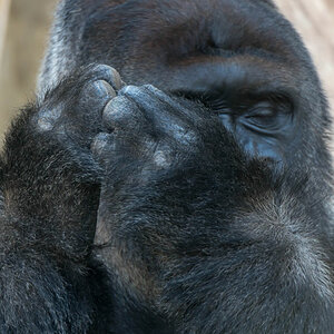 gorilla 1