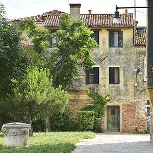 Bäume in Venedig 2