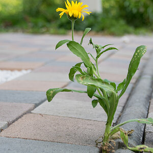Einsames Blümchen für NFF
