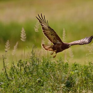 Mäusebussard 2015 11632